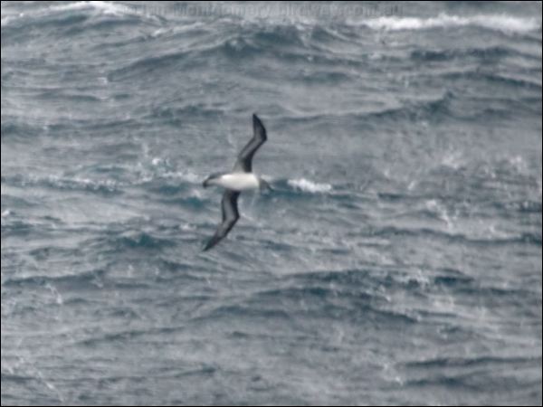 Grey-headed Albatross grey_head_albatross_125327.psd