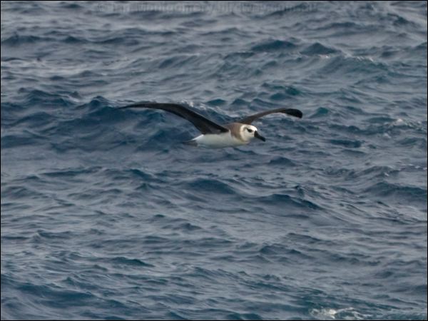 Grey-headed Albatross grey_head_albatross_126865.psd