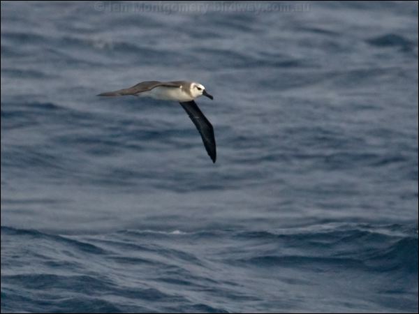 Grey-headed Albatross grey_head_albatross_126874.psd