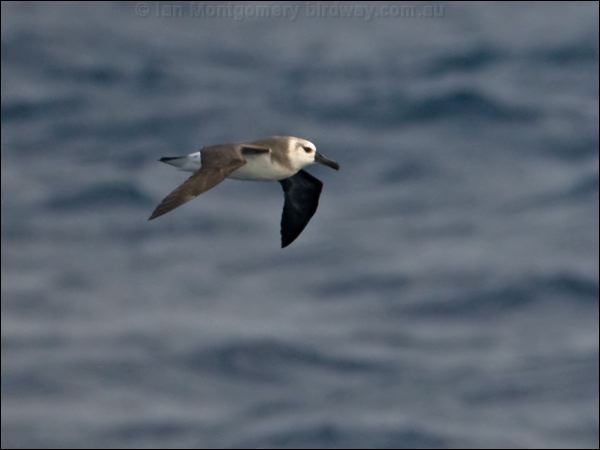 Grey-headed Albatross grey_head_albatross_126884.psd