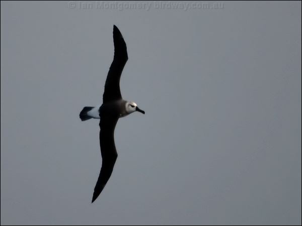 Grey-headed Albatross grey_head_albatross_126890.psd
