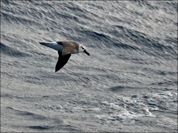 Grey-headed Albatross grey_head_albatross_126893.psd