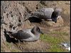 lt_mantle_albatross_124314