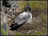 lt_mantle_albatross_124322