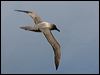 lt_mantle_albatross_124436