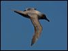 lt_mantle_albatross_124437