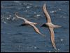 lt_mantle_albatross_124448