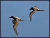 lt_mantle_albatross_124449