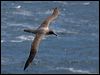 lt_mantle_albatross_124450