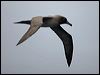 lt_mantle_albatross_125407