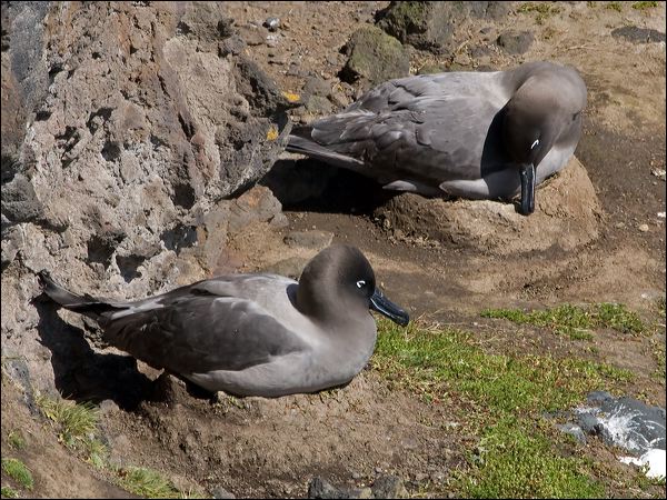 Light-mantled Albatross lt_mantle_albatross_124314.psd