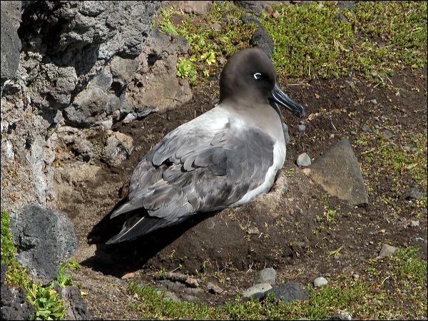 Light-mantled Albatross lt_mantle_albatross_124322.psd