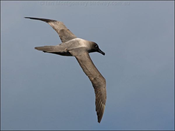 Light-mantled Albatross lt_mantle_albatross_124436.psd