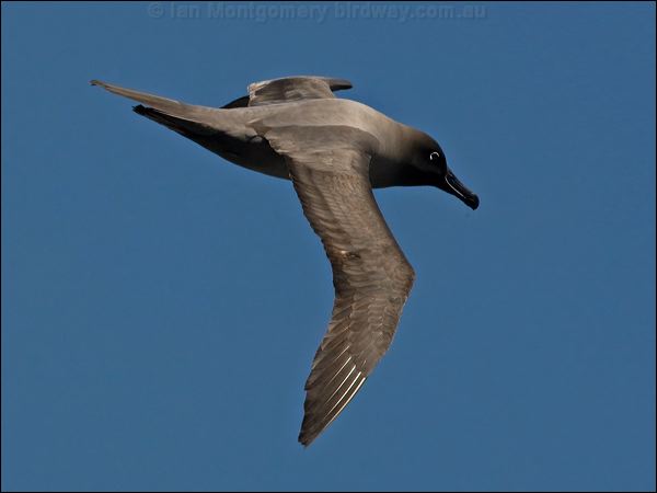 Light-mantled Albatross lt_mantle_albatross_124437.psd