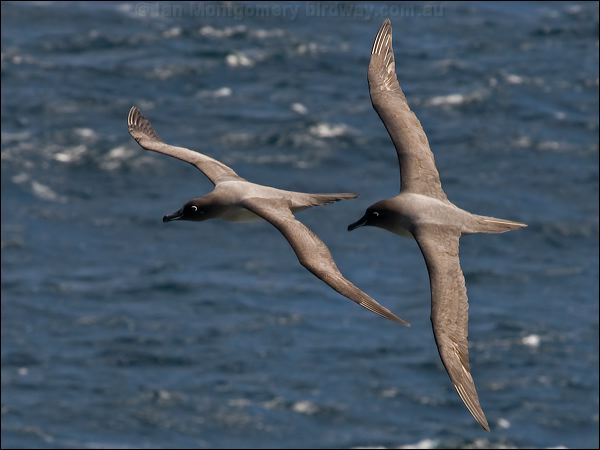 Light-mantled Albatross lt_mantle_albatross_124448.psd