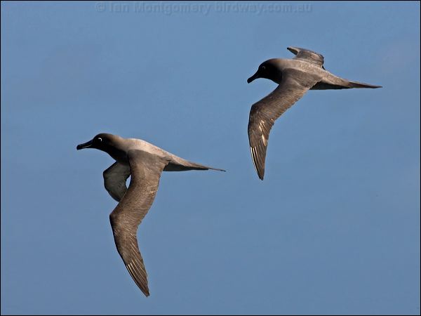 Light-mantled Albatross lt_mantle_albatross_124449.psd
