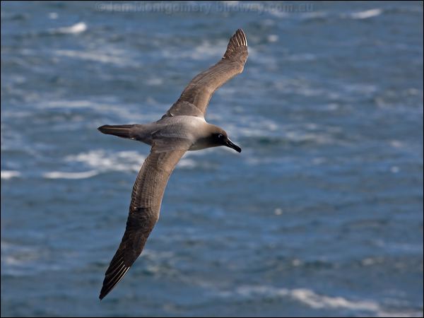 Light-mantled Albatross lt_mantle_albatross_124450.psd