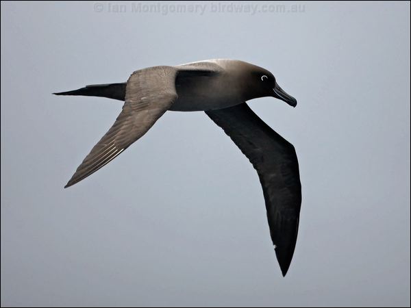 Light-mantled Albatross lt_mantle_albatross_125407.psd