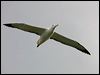 n_royal_albatross_122657