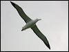 n_royal_albatross_122659