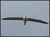 n_royal_albatross_122661