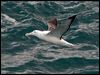 n_royal_albatross_122699