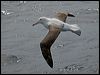 Click here to enter gallery and see photos/pictures/images of Northern Royal Albatross