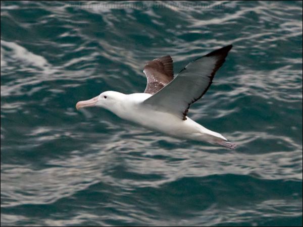 Northern Royal Albatross n_royal_albatross_122699.psd