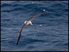 salvins_albatross_123469