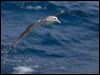 salvins_albatross_123513