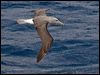 salvins_albatross_123535
