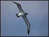 salvins_albatross_123634