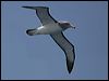 Click here to enter gallery and see photos/pictures/images of Salvin's Albatross