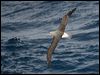 salvins_albatross_123771