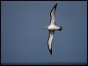 salvins_albatross_123842