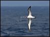 salvins_albatross_123854