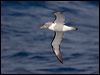 salvins_albatross_123855