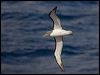 salvins_albatross_123879