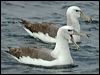 shy_albatross_03552