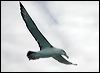 shy_albatross_03618