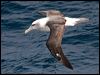 shy_albatross_123079