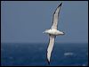 shy_albatross_123745