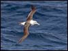 shy_albatross_123748