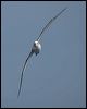 shy_albatross_123918