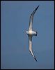 shy_albatross_124825