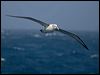 shy_albatross_124875