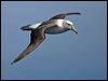 shy_albatross_124930