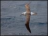 shy_albatross_127154