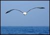 shy_albatross_43816