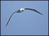 shy_albatross_43819